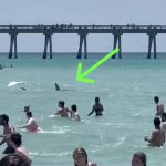 Disturbing Encounter With Sharks At Florida Beach Raises Safety Concerns