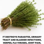 It is among the most powerful plants in the world