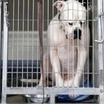 Saved on Day 70: The Dog Who Almost Gave Up