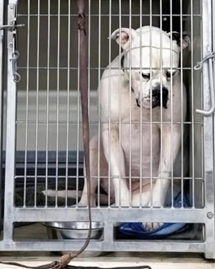 Saved on Day 70: The Dog Who Almost Gave Up